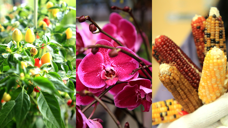 L'agriculture high-tech fleurit la beauté et augmente les revenus à Rizhao