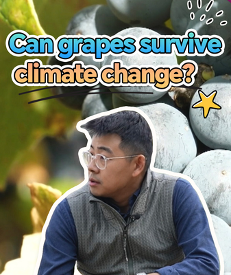 Alliance sino-française pour protéger les raisins contre le changement climatique video poster