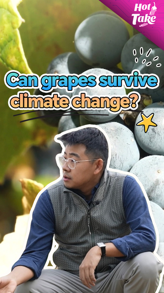 Alliance sino-française pour protéger les raisins contre le changement climatique video poster
