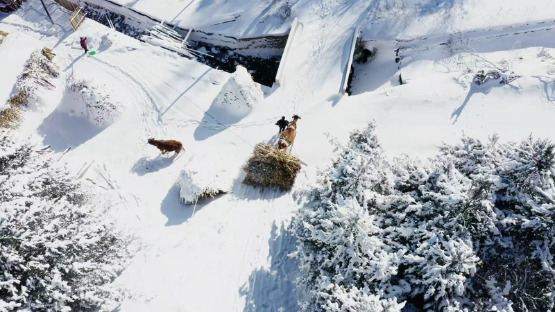 Sérénité hivernale dans le village enneigé de Songling