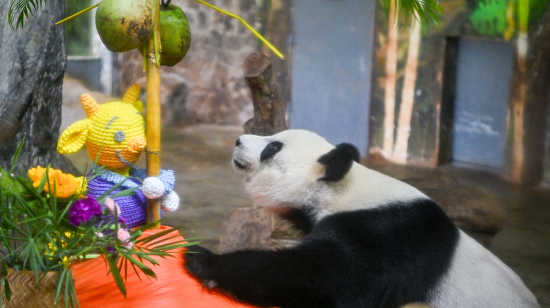 Les pandas joueurs Shun Shun et Gong Gong conquièrent les cœurs à Hainan video poster