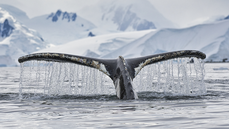 La Chine ratifie l'accord de biodiversité marine de l'ONU