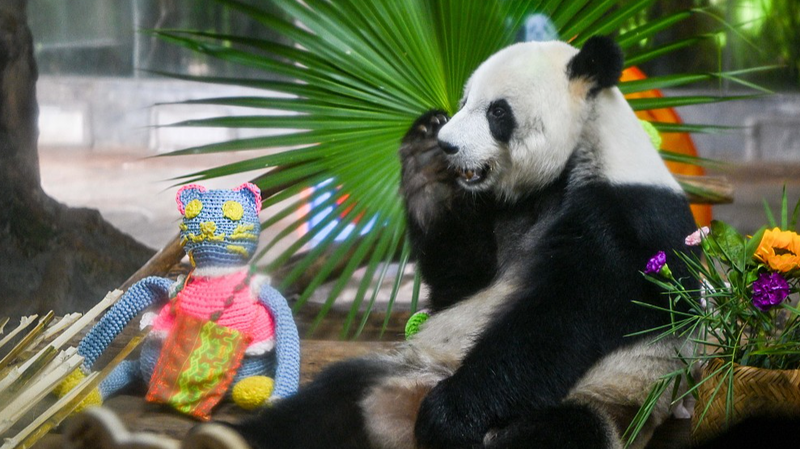 Ép. 5 : Moment de jeu des pandas géants au parc de la faune tropicale de Hainan video poster