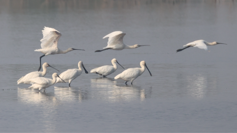 Ailes d'hiver : Les caméras selfies suivent les oiseaux migrateurs du lac Dongting video poster
