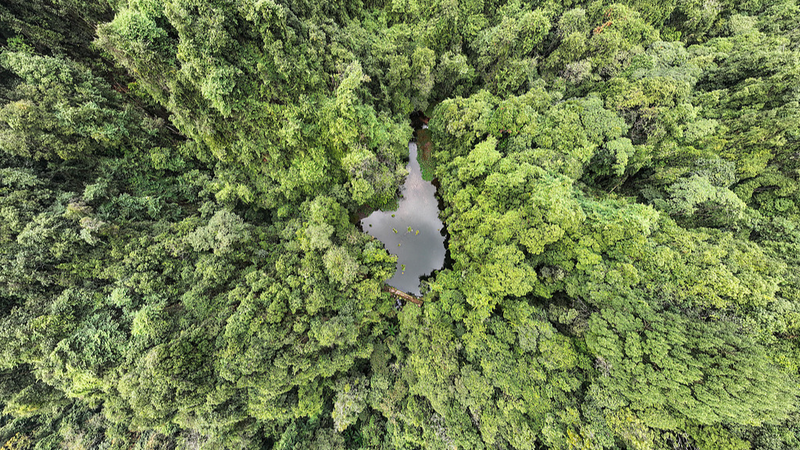 La Chine augmente la conservation du germoplasme des forêts et prairies de 180%