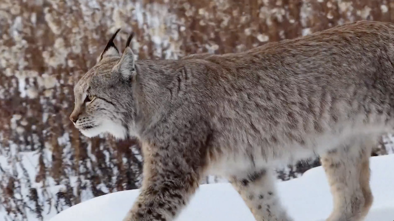 Lynx et orignal surprennent les photographes dans les régions sauvages hivernales du Heilongjiang video poster