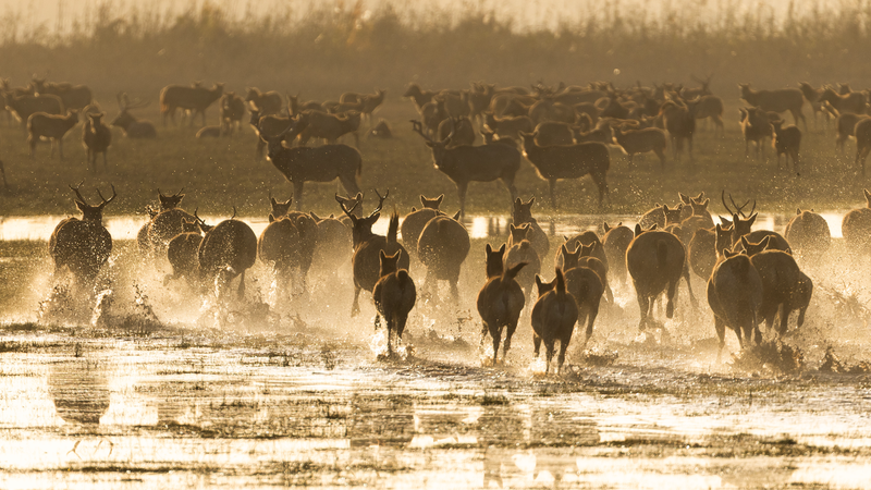 L_UICN_adopte__Milu__comme_nouveau_nom_international_pour_le_cerf_de_David