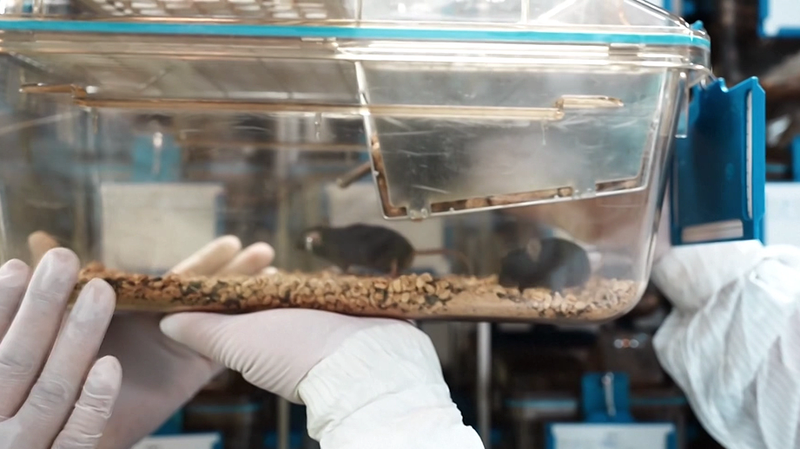 Le_public_choisit_des_noms_inspirants_pour_les_souris_spatiales_de_la_Chine