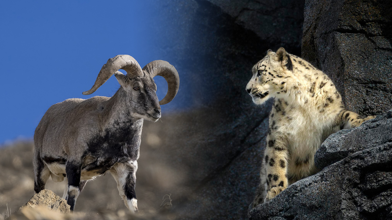 La chasse épique du léopard des neiges : la fuite étroite du mouton bleu au Qinghai video poster