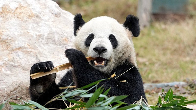 Entrez dans le nouveau jardin des pandas géants de Chine à Mianyang