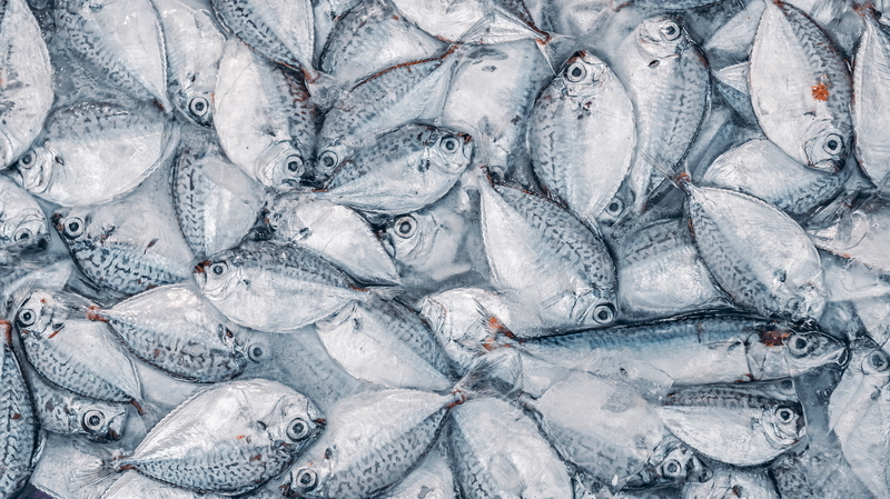 Cartographier les PFAS dans le poisson : comment les 'produits chimiques éternels' atteignent nos assiettes