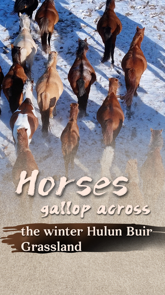 Galop Enneigé : Des Chevaux Parcourent la Steppe de Hulun Buir Cet Hiver video poster