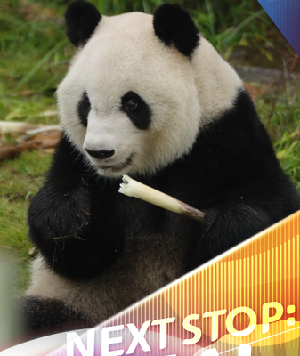 Rencontrez_Xing_Ya___La_star_panda_zen_de_la_base_de_Chengdu video poster