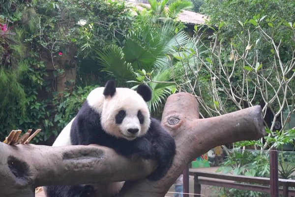 Shun_Shun_et_Gong_Gong___Les_adorables_pandas_de_Hainan_volent_la_vedette video poster