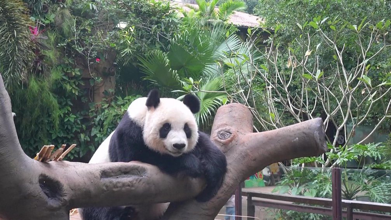 Shun_Shun_et_Gong_Gong___Les_adorables_pandas_de_Hainan_volent_la_vedette video poster