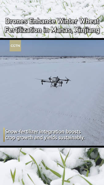 Les drones révolutionnent la fertilisation du blé d'hiver à Manas, Xinjiang video poster