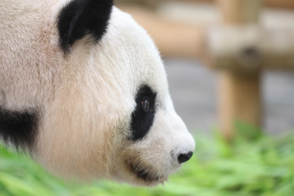 Un parc à thème japonais lance des expériences de gardien pour remplacer les pandas