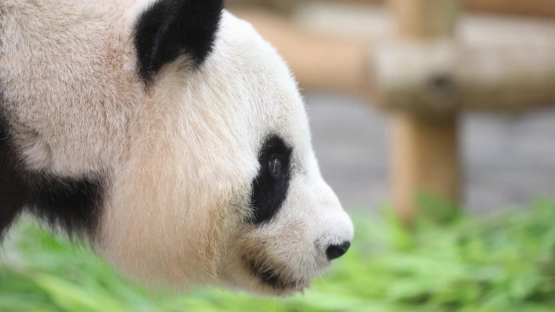 Un parc à thème japonais lance des expériences de gardien pour remplacer les pandas