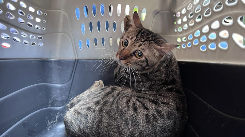 Ils sont de la famille : sauver des animaux après l'incendie de Wang Fuk Court video poster