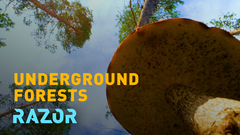 Le pouvoir caché des champignons sous nos pieds video poster