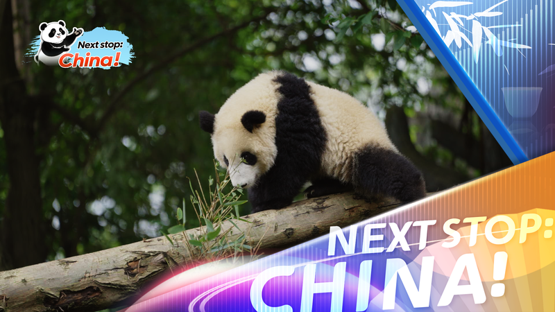 La vie des pandas à Chengdu : des icônes noir et blanc partout video poster