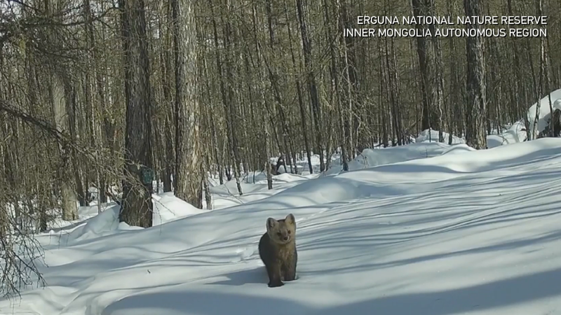 Les caméras infrarouges révèlent le retour de la faune en Mongolie intérieure video poster