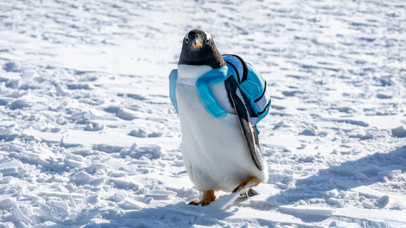 Un Défilé de Manchots Volent la Vedette à la Fête de Pêche sur Glace de Daqing