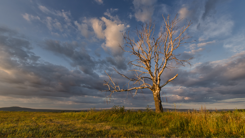 Première carte haute précision de la végétation non photosynthétique en Chine