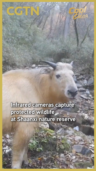Les caméras infrarouges révèlent la faune protégée dans la réserve de Shaanxi video poster