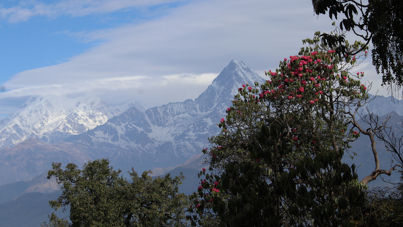 Comment les montagnes et le climat ont façonné la diversité des plantes alpines