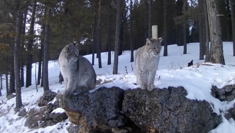 Comment la technologie sauve la faune dans l'hiver à -30°C de Hulunbuir video poster