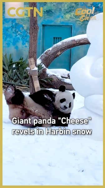 Le fromage de panda géant vole les cœurs dans la neige de Harbin video poster