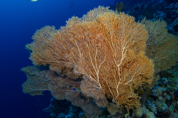 La Chine propose Xiamen comme centre de secrétariat pour le nouveau traité sur les hautes mers