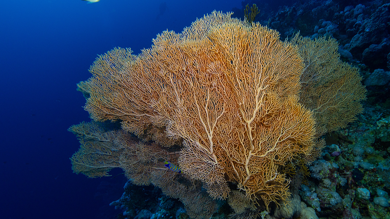 La Chine propose Xiamen comme centre de secrétariat pour le nouveau traité sur les hautes mers