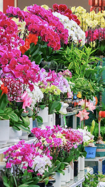 Le marché aux fleurs du Xinjiang s'épanouit avant le festival du printemps video poster