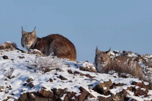 Premier Lynx d'Eurasie repéré dans les collines enneigées de Karamay video poster