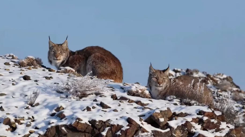 Premier Lynx d'Eurasie repéré dans les collines enneigées de Karamay video poster