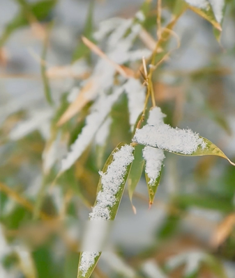 Arrivée du Froid Majeur : Réchauffement Avant le Nouvel An Lunaire video poster