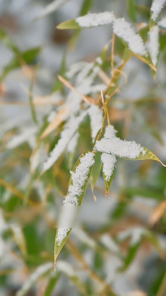 Arrivée du Froid Majeur : Réchauffement Avant le Nouvel An Lunaire video poster