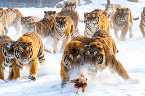 Merveille d'hiver : les tigres de Sibérie attirent les foules au parc de Heilongjiang
