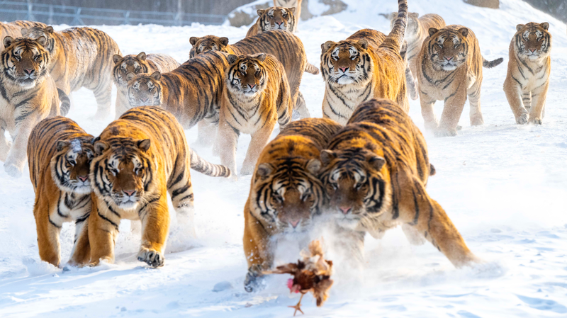 Merveille d'hiver : les tigres de Sibérie attirent les foules au parc de Heilongjiang