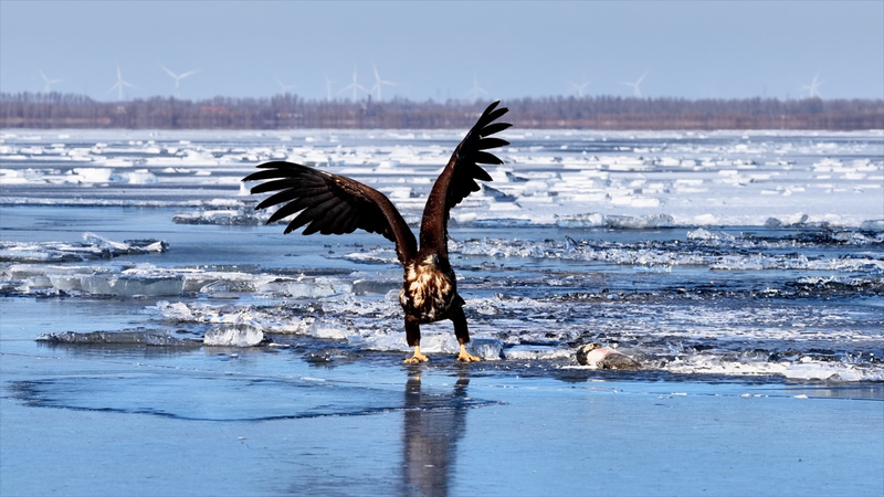Ailes d'hiver : le pygargue à queue blanche plane dans le nord video poster