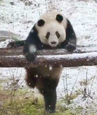 Les jumeaux pandas Qinxiu et Qinmei gambadent dans la neige à Xi'an video poster