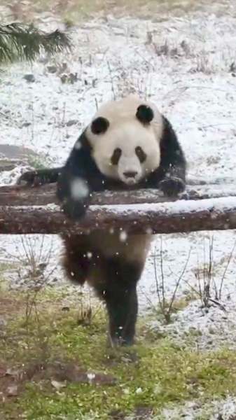 Les jumeaux pandas Qinxiu et Qinmei gambadent dans la neige à Xi'an video poster