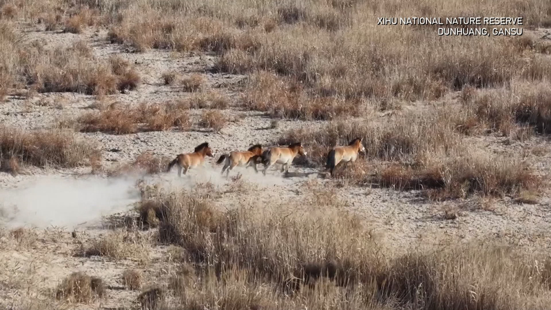 Les caméras solaires aident 212 chevaux de Przewalski à traverser l'hiver dans la province de Gansu video poster
