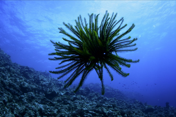 Série étonnante de Sansha : Épisode 1 – Les lys de mer brillent en mer de Chine méridionale video poster