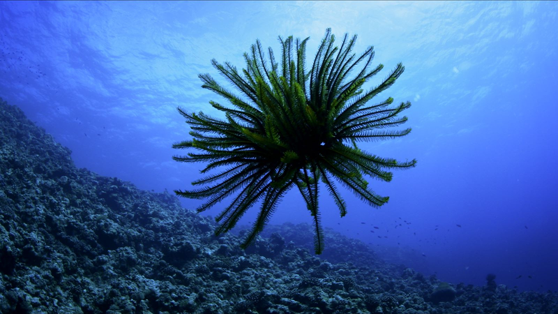 Série étonnante de Sansha : Épisode 1 – Les lys de mer brillent en mer de Chine méridionale video poster