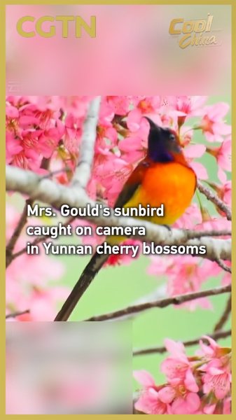 Le Souimanga de Mrs. Gould éblouit parmi les cerisiers en fleurs du Yunnan video poster