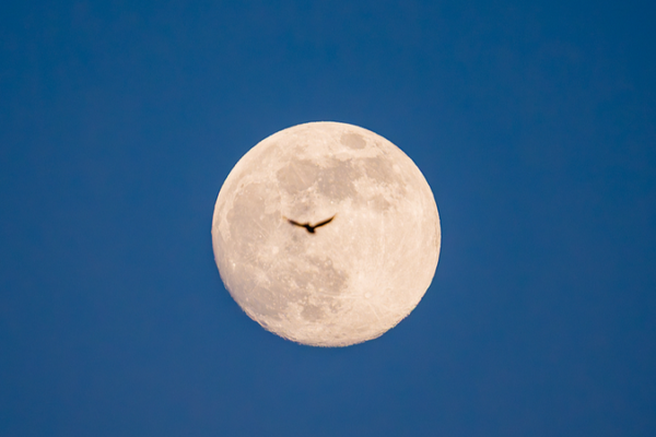 Préparez-vous pour la super lune de janvier et la pluie de météores des Quadrantides