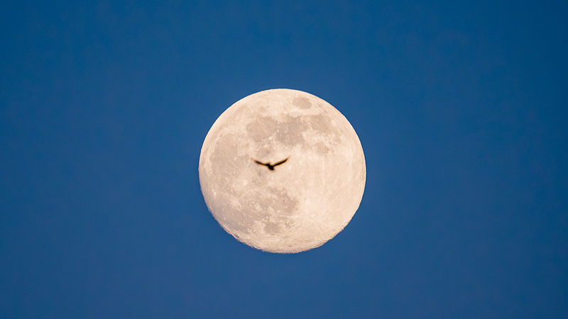 Préparez-vous pour la super lune de janvier et la pluie de météores des Quadrantides
